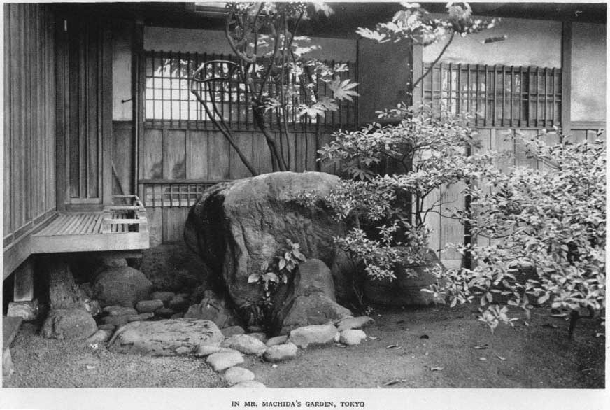 Japanese fig 159