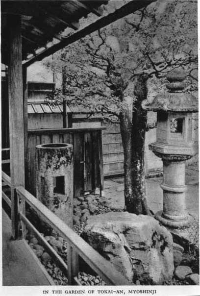 Japanese fig 161