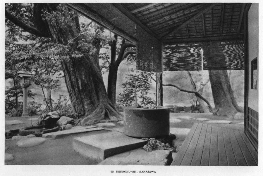 Japanese fig 162