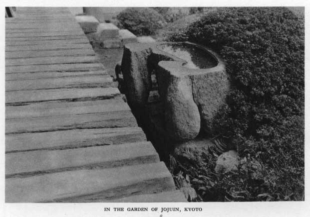 Japanese fig 163