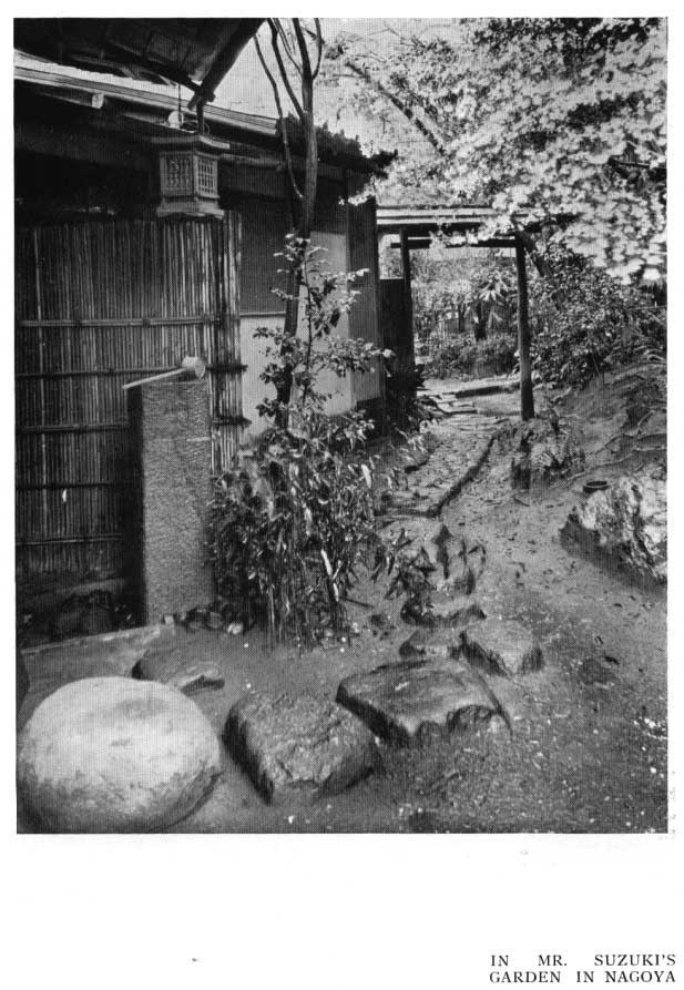 Japanese fig 165