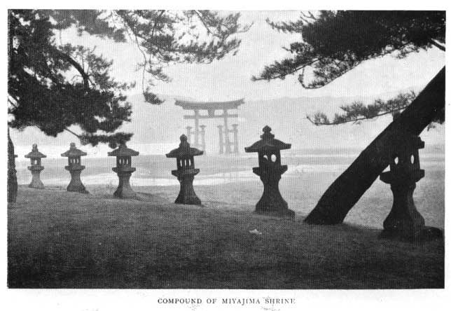 Japanese fig 166