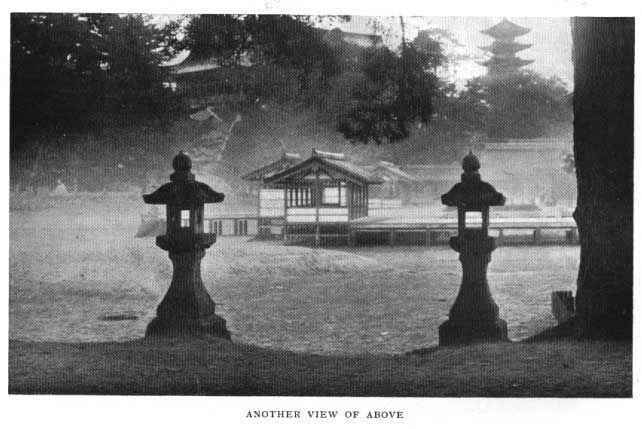 Japanese fig 167
