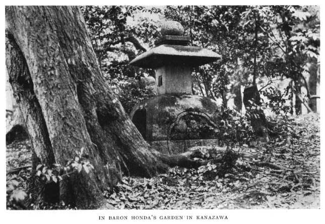 Japanese fig 169