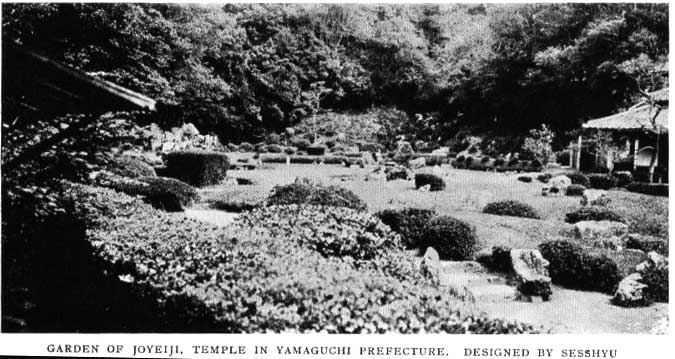 Japanese fig 17