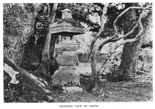 Japanese fig 170