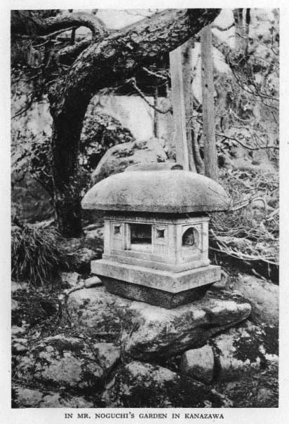 Japanese fig 172