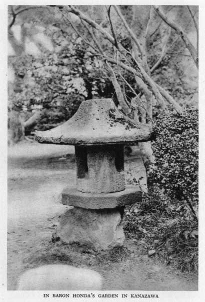 Japanese fig 173