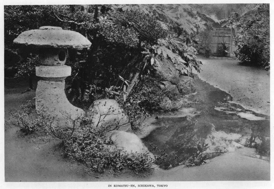 Japanese fig 174