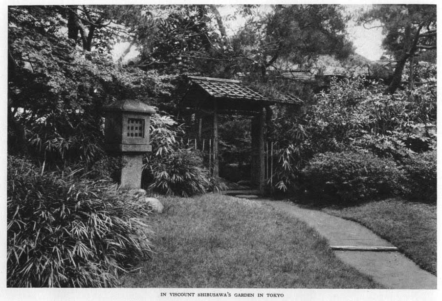 Japanese fig 175