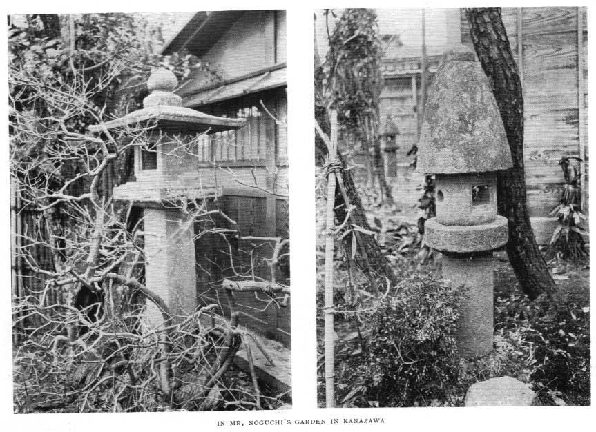 Japanese fig 176