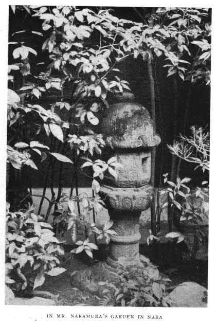 Japanese fig 177