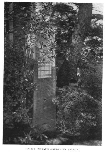 Japanese fig 178