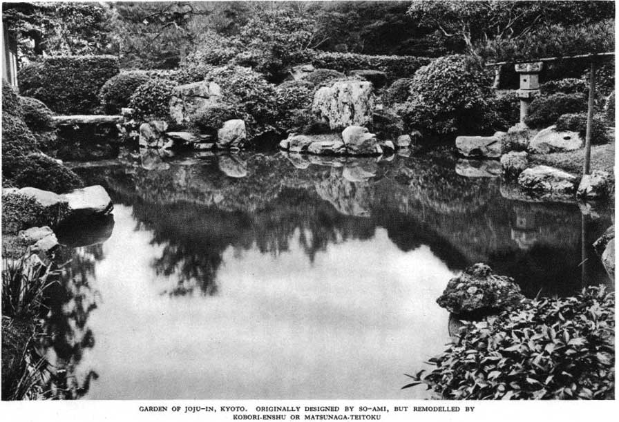 Japanese fig 27