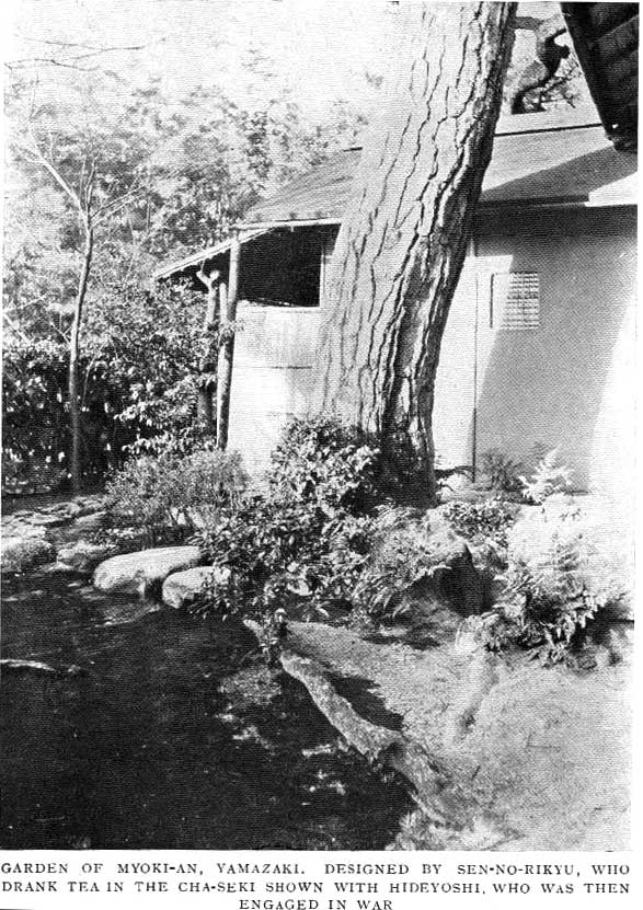 Japanese fig 31