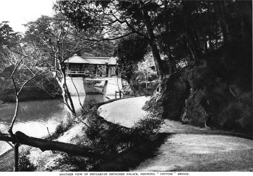 Japanese fig 36
