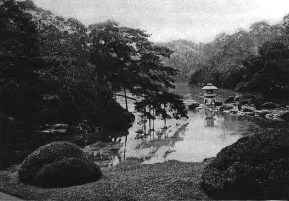 Japanese fig 39
