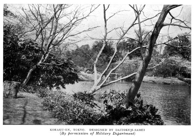 Japanese fig 43