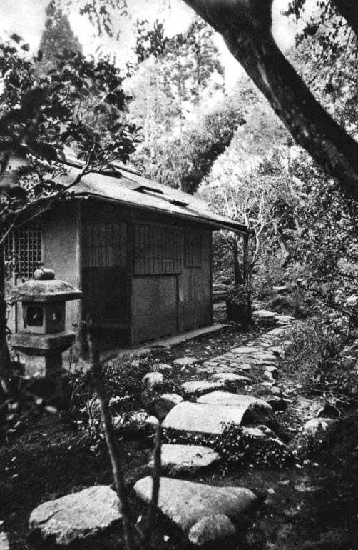 Japanese fig 47