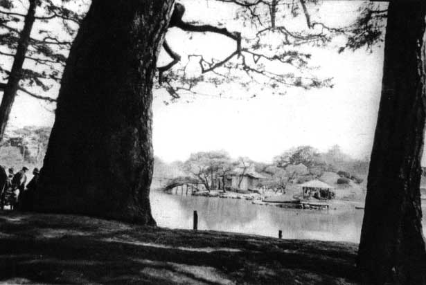 Japanese fig 51