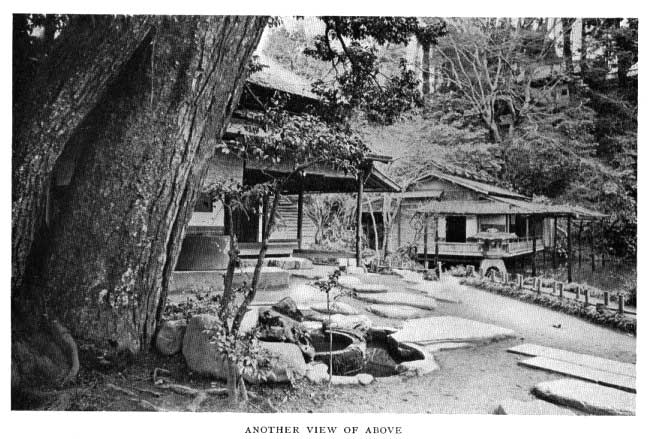 Japanese fig 55
