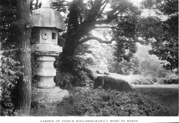 Japanese fig 60