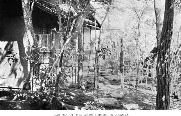Japanese fig 72