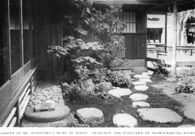 Japanese fig 73