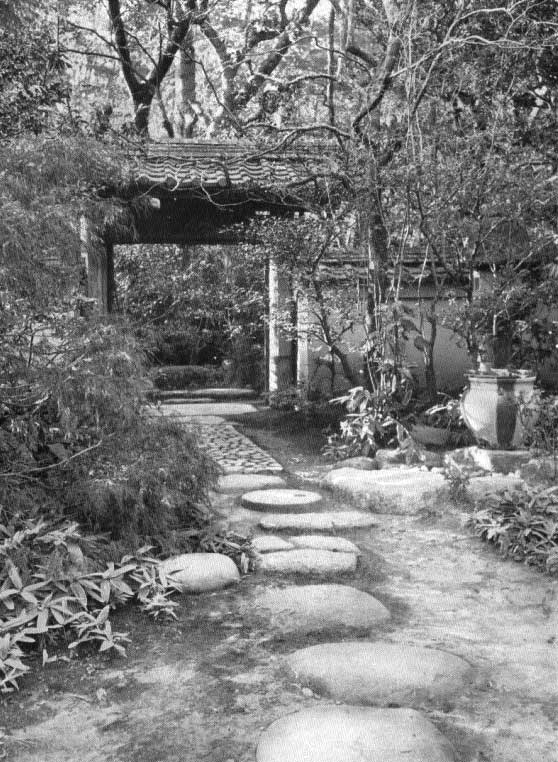 Japanese fig 74