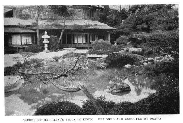 Japanese fig 82