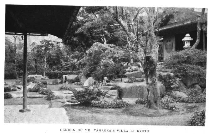 Japanese fig 83