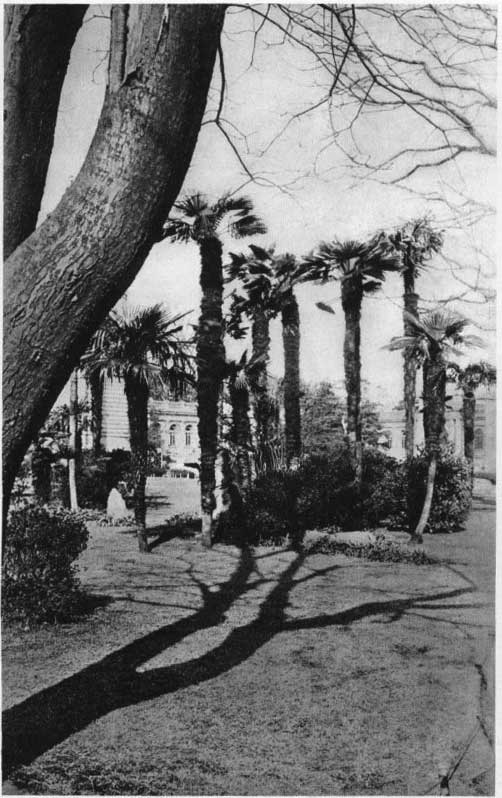 Japanese fig 94