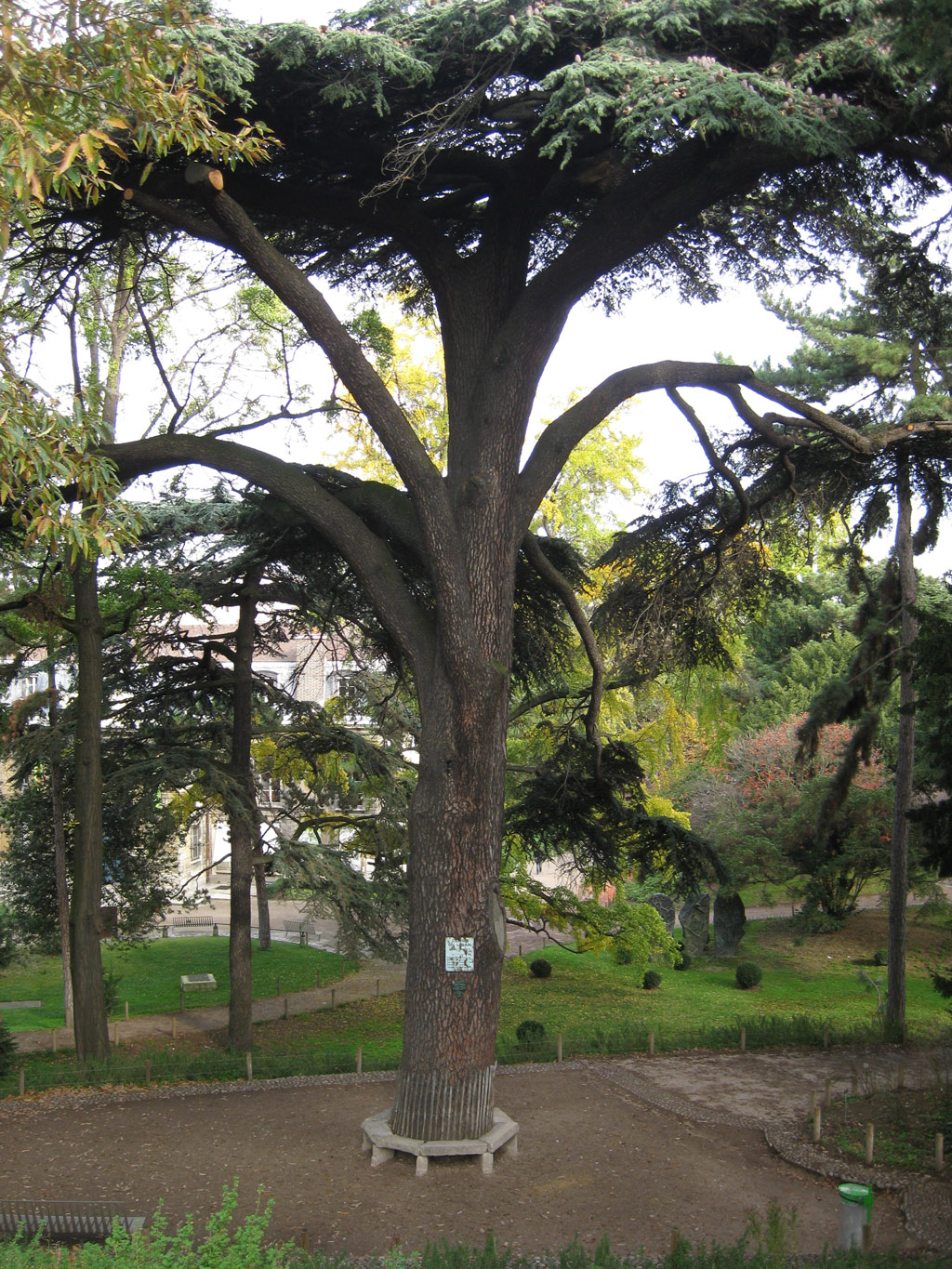 Cedar of Lebanon, Jardin des Plantes