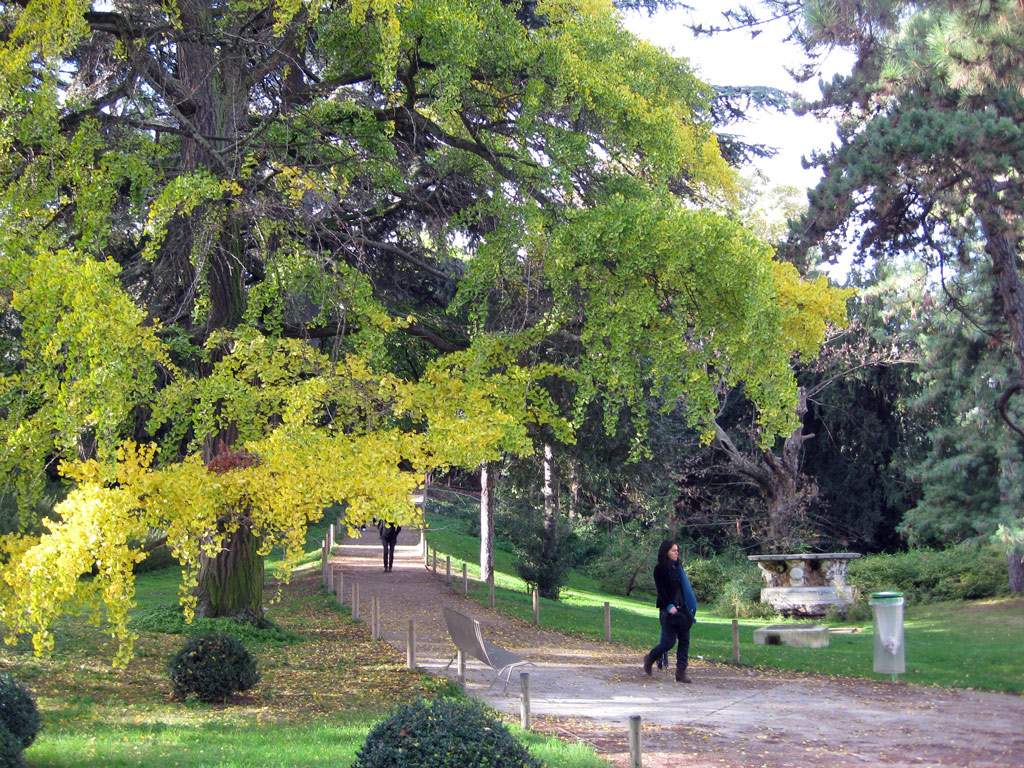 Ginkgo, Jardin des Plantes