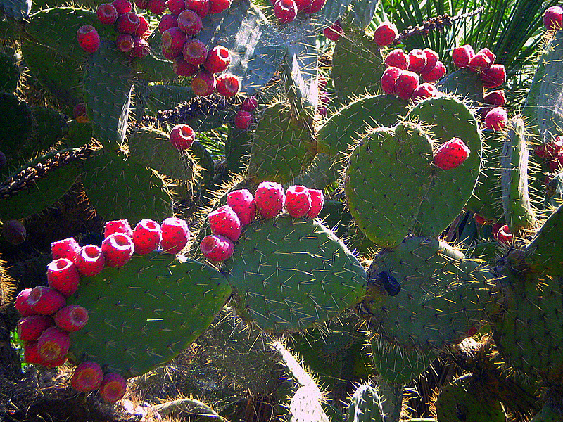 Jardins de Costa I Llobera Jaume Meneses