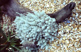 Jarman's beach garden