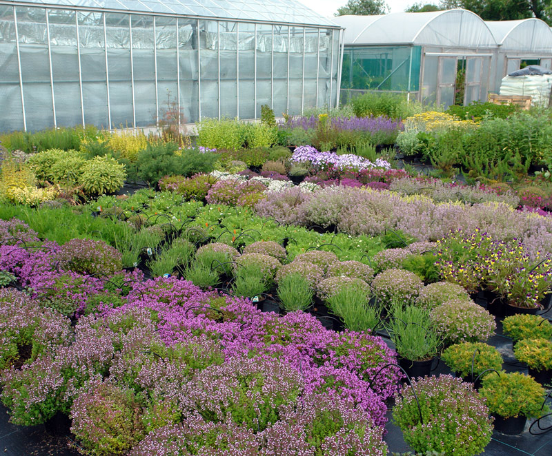 Jekka's Herb Farm, Alveston