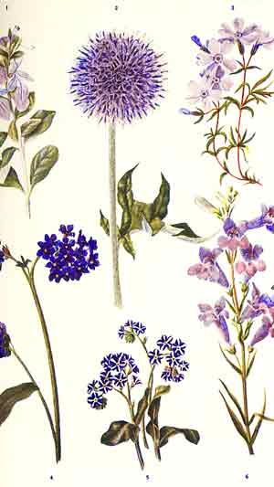 Jekyll blue garden flowers