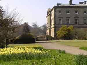 Jekyll daffodil drifts