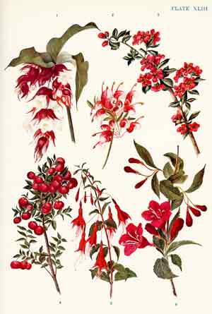 Jekyll garden colour planning
