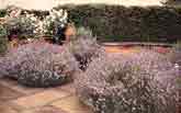 Jekyll gertrude jekyll planting