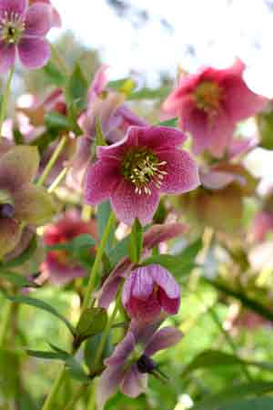Jekyll hellebores