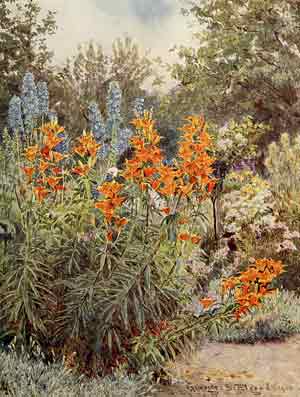 Jekyll orange lilies larkspur