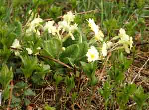 Jekyll primroses