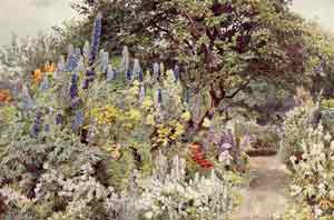 Jekyll ramscliffe larkspur
