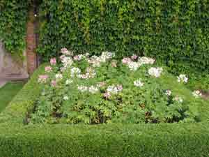 Jekyll summer bedding plants
