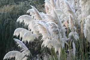 Jekyll winter plumes