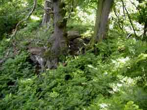Jekyll woodland garden
