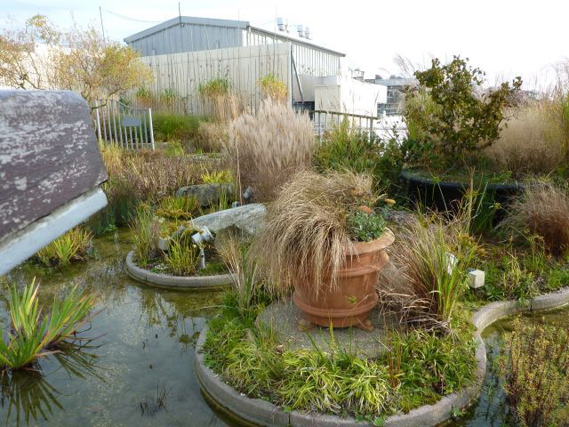 Jellicoe Roof Garden, Autumn