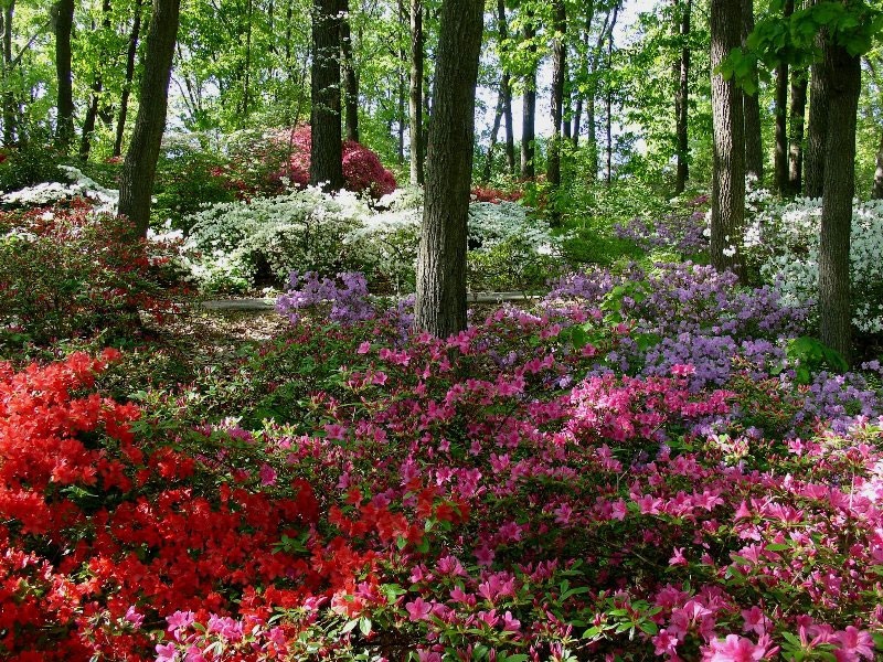 Jenkins Arboretum, Pennsylvania